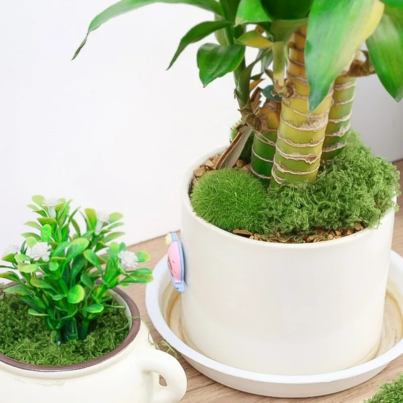 มอสประดิษฐ์เสมือนจริง 30/300 ก - Terrarium Moss Art บทวิจารณ์และราคา